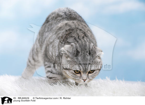 junge Scottish Fold / young Scottish Fold / RR-88929