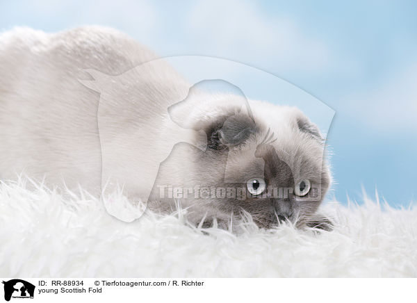 junge Scottish Fold / young Scottish Fold / RR-88934