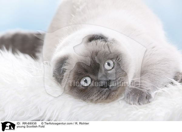 junge Scottish Fold / young Scottish Fold / RR-88936