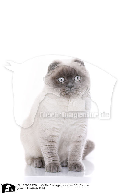 young Scottish Fold / RR-88970