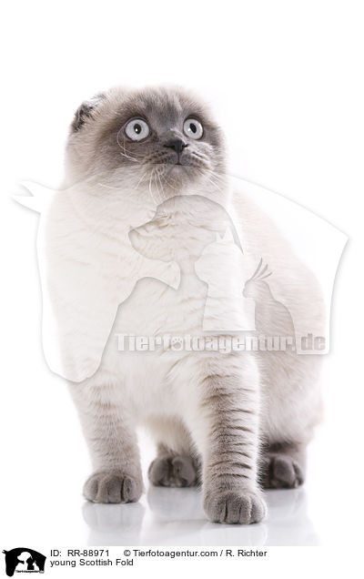 young Scottish Fold / RR-88971