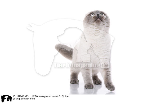 young Scottish Fold / RR-88973
