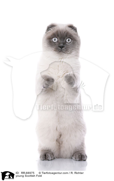 young Scottish Fold / RR-88975