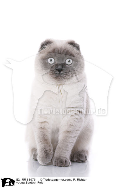 young Scottish Fold / RR-88976