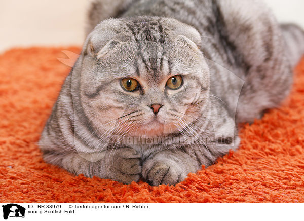 young Scottish Fold / RR-88979
