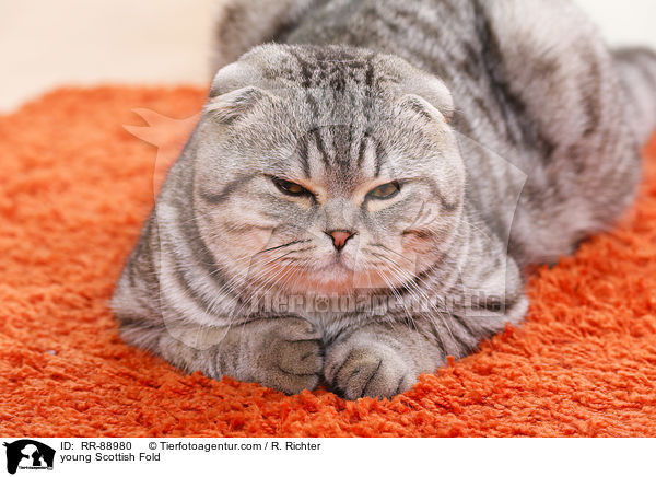 young Scottish Fold / RR-88980