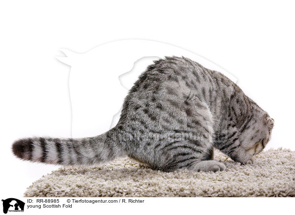 young Scottish Fold / RR-88985