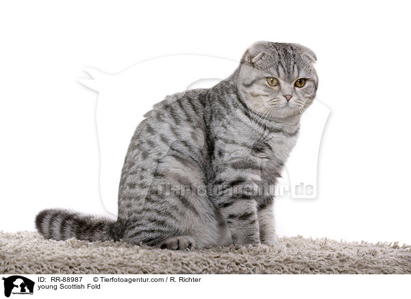 young Scottish Fold / RR-88987