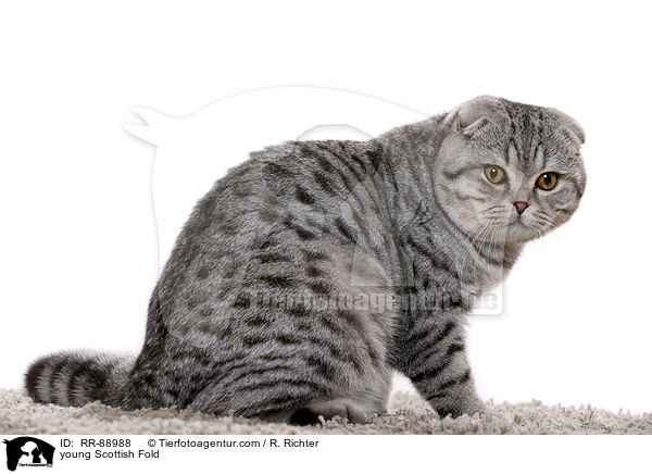 young Scottish Fold / RR-88988