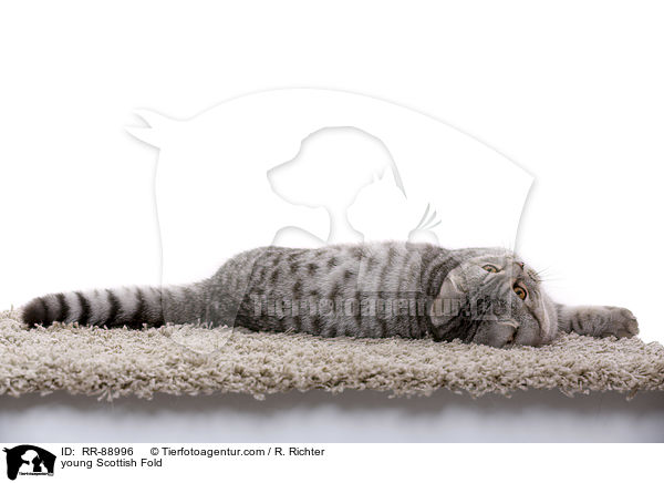 young Scottish Fold / RR-88996