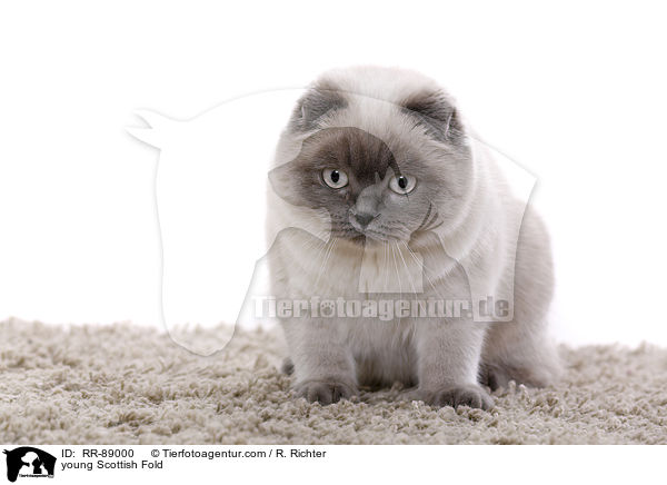 junge Scottish Fold / young Scottish Fold / RR-89000