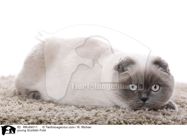 young Scottish Fold / RR-89011