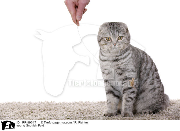 junge Scottish Fold / young Scottish Fold / RR-89017