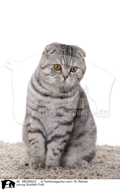 young Scottish Fold / RR-89023