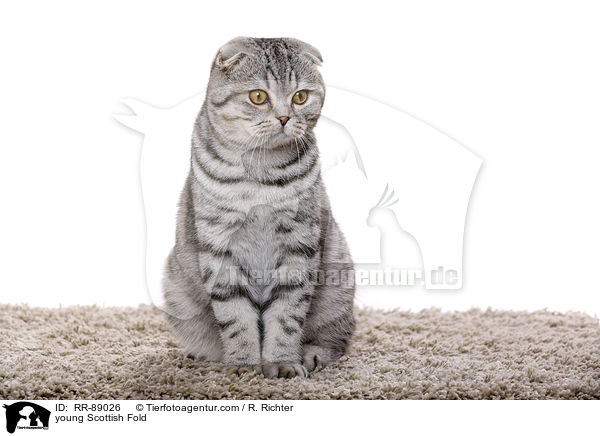 junge Scottish Fold / young Scottish Fold / RR-89026