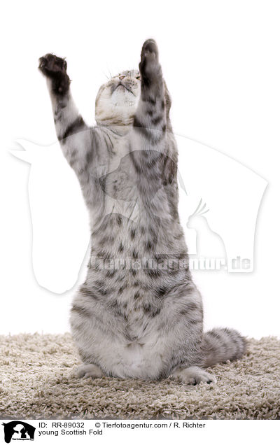 young Scottish Fold / RR-89032