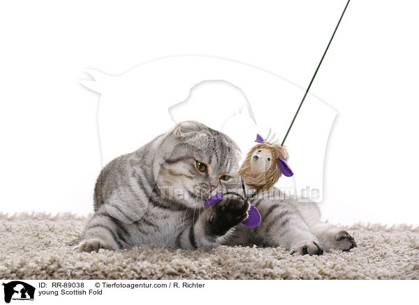junge Scottish Fold / young Scottish Fold / RR-89038