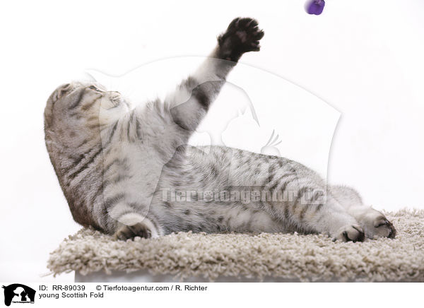 junge Scottish Fold / young Scottish Fold / RR-89039
