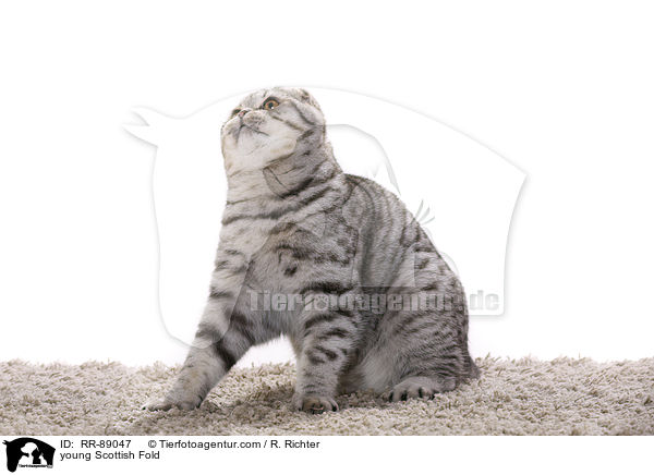 junge Scottish Fold / young Scottish Fold / RR-89047