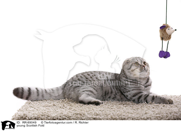 junge Scottish Fold / young Scottish Fold / RR-89049