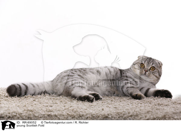 young Scottish Fold / RR-89052