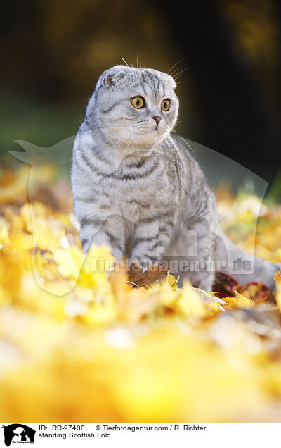 standing Scottish Fold / RR-97400