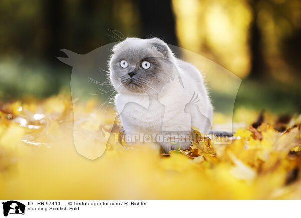 stehende Scottish Fold / standing Scottish Fold / RR-97411