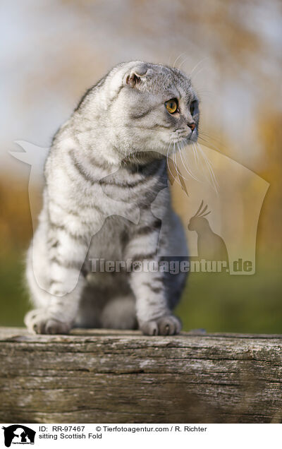 sitzende Scottish Fold / sitting Scottish Fold / RR-97467