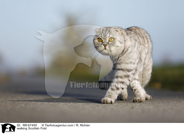 laufende Scottish Fold / walking Scottish Fold / RR-97495