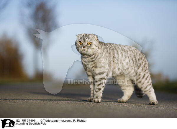 standing Scottish Fold / RR-97496