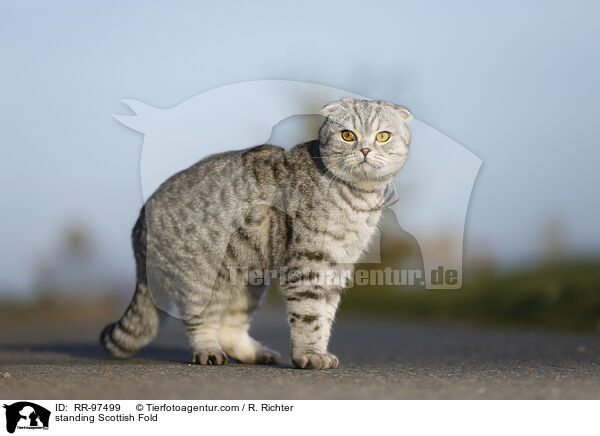 stehende Scottish Fold / standing Scottish Fold / RR-97499
