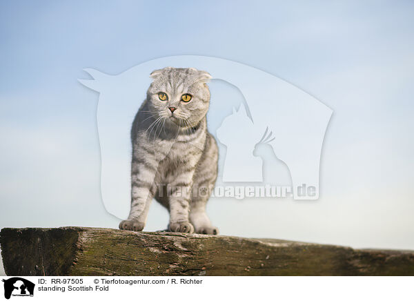standing Scottish Fold / RR-97505
