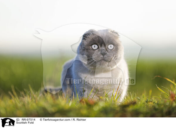 Schottische Faltohrkatze / Scottish Fold / RR-97514