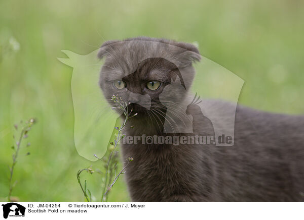 Scottish Fold auf Wiede / Scottish Fold on meadow / JM-04254