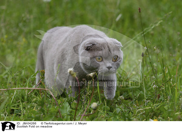 Scottish Fold auf Wiede / Scottish Fold on meadow / JM-04266