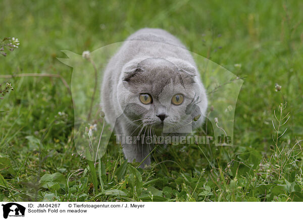 Scottish Fold auf Wiede / Scottish Fold on meadow / JM-04267