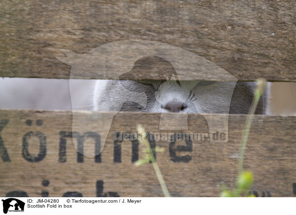 Scottish Fold in Kiste / Scottish Fold in box / JM-04280