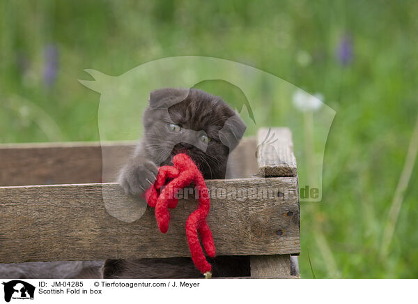 Scottish Fold in Kiste / Scottish Fold in box / JM-04285