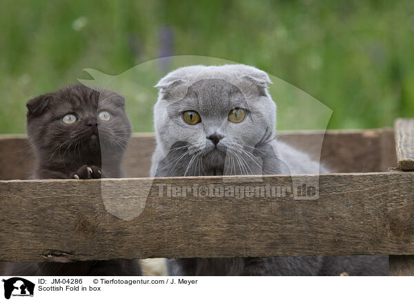 Scottish Fold in Kiste / Scottish Fold in box / JM-04286
