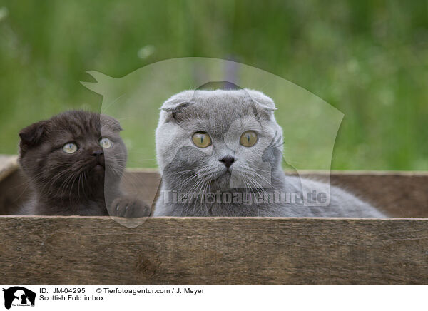Scottish Fold in box / JM-04295