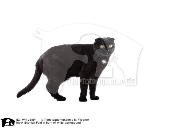 black Scottish Fold in front of white background / MW-25891