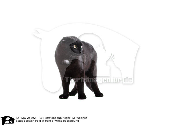 black Scottish Fold in front of white background / MW-25892