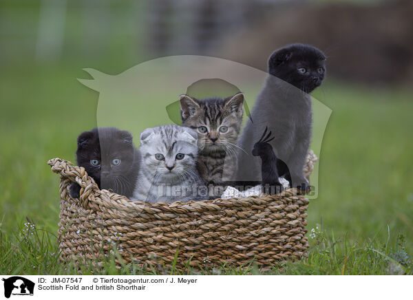 Scottish Fold und Britisch Kurzhaar / Scottish Fold and british Shorthair / JM-07547