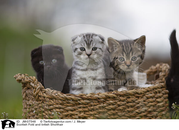 Scottish Fold und Britisch Kurzhaar / Scottish Fold and british Shorthair / JM-07548
