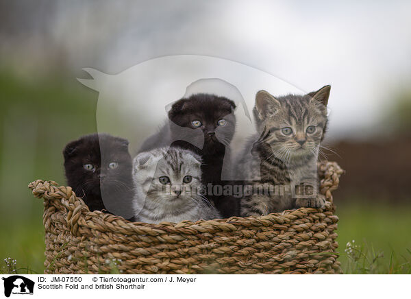 Scottish Fold und Britisch Kurzhaar / Scottish Fold and british Shorthair / JM-07550