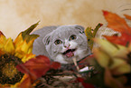 hissing cat