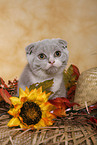 Scottish Fold