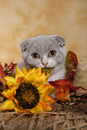Scottish Fold
