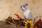 Scottish Fold