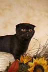 Scottish Fold